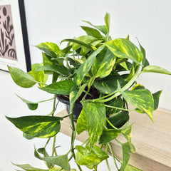 20 - 30cm Aureum Pothos Epipremnum House Plant 23cm Bowl