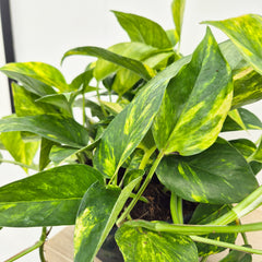 20 - 30cm Aureum Pothos Epipremnum House Plant 23cm Bowl