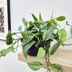 20 - 30cm Cebu Blue Pothos Epipremnum House Plant 23cm Bowl