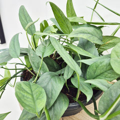 20 - 30cm Cebu Blue Pothos Epipremnum House Plant 23cm Bowl