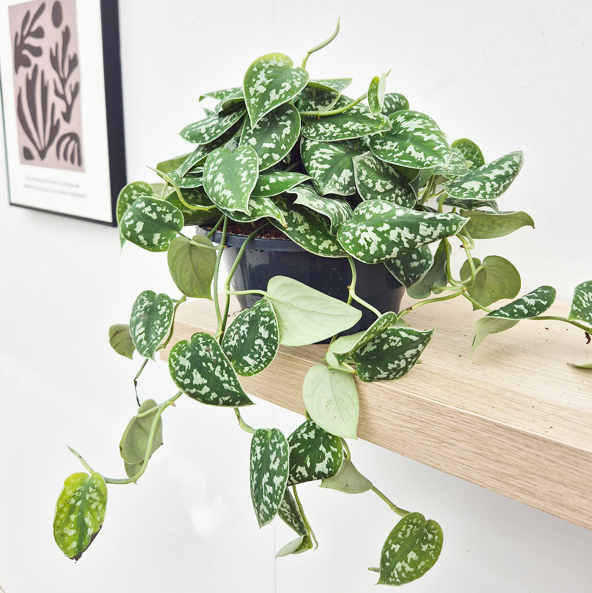 20 - 30cm Pictus Argyraeus Pothos Epipremnum House Plant 23cm Bowl