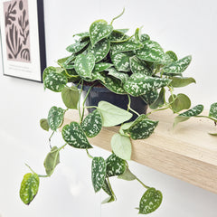 20 - 30cm Pictus Argyraeus Pothos Epipremnum House Plant 23cm Bowl