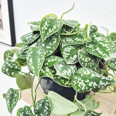 20 - 30cm Pictus Argyraeus Pothos Epipremnum House Plant 23cm Bowl