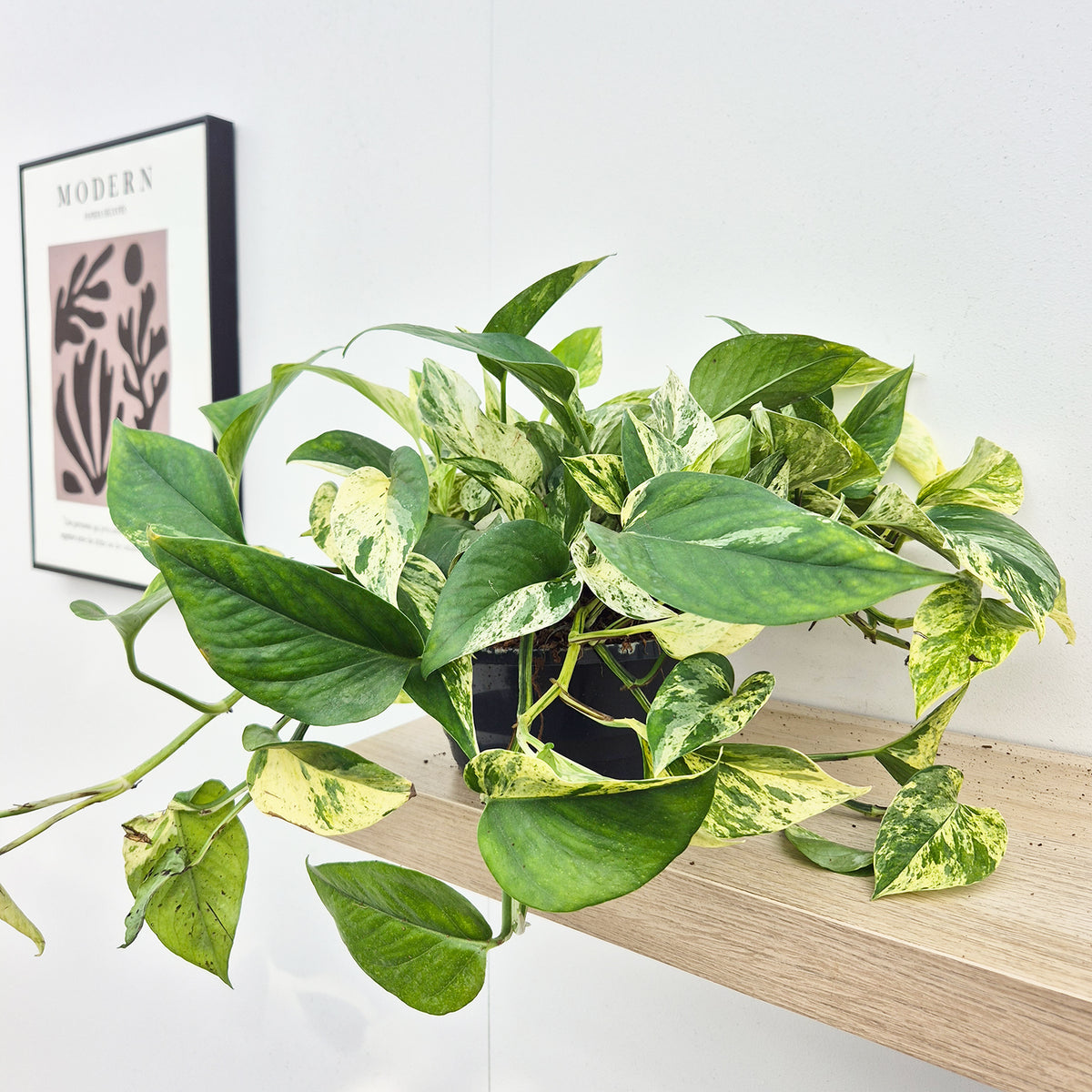 20 - 30cm Marble Queen Pothos Epipremnum House Plant 23cm Bowl
