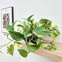 20 - 30cm Marble Queen Pothos Epipremnum House Plant 23cm Bowl