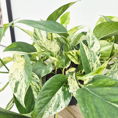 20 - 30cm Marble Queen Pothos Epipremnum House Plant 23cm Bowl