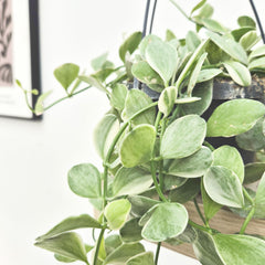 20 - 30cm Dischidia Oiantha Variegated Houseplant in Hanging 14cm Pot