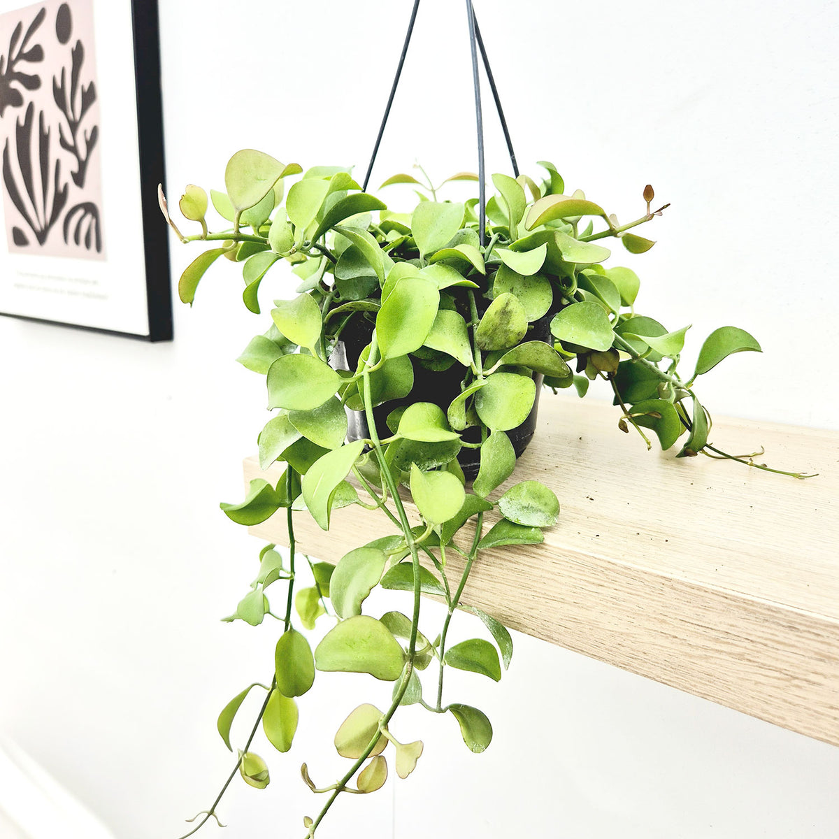 20 - 30cm Dischidia Imbricata Houseplant in Hanging 14cm Pot