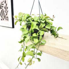 20 - 30cm Dischidia Imbricata Houseplant in Hanging 14cm Pot