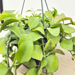 20 - 30cm Dischidia Imbricata Houseplant in Hanging 14cm Pot