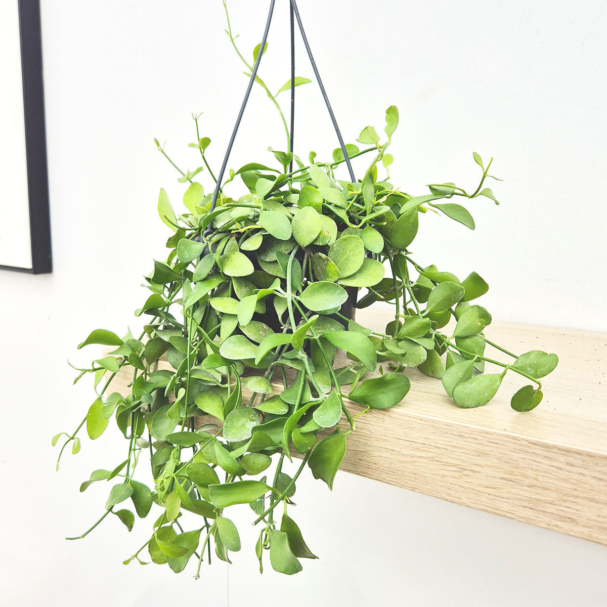 20 - 30cm Dischidia Oinantha Houseplant in Hanging 14cm Pot