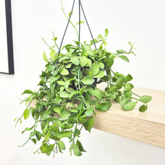20 - 30cm Dischidia Oinantha Houseplant in Hanging 14cm Pot