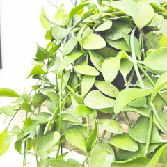 20 - 30cm Dischidia Oinantha Houseplant in Hanging 14cm Pot