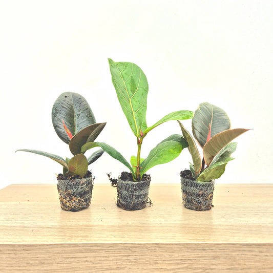 Baby Ficus Mix (3 Plants) 6cm Pot House Plants