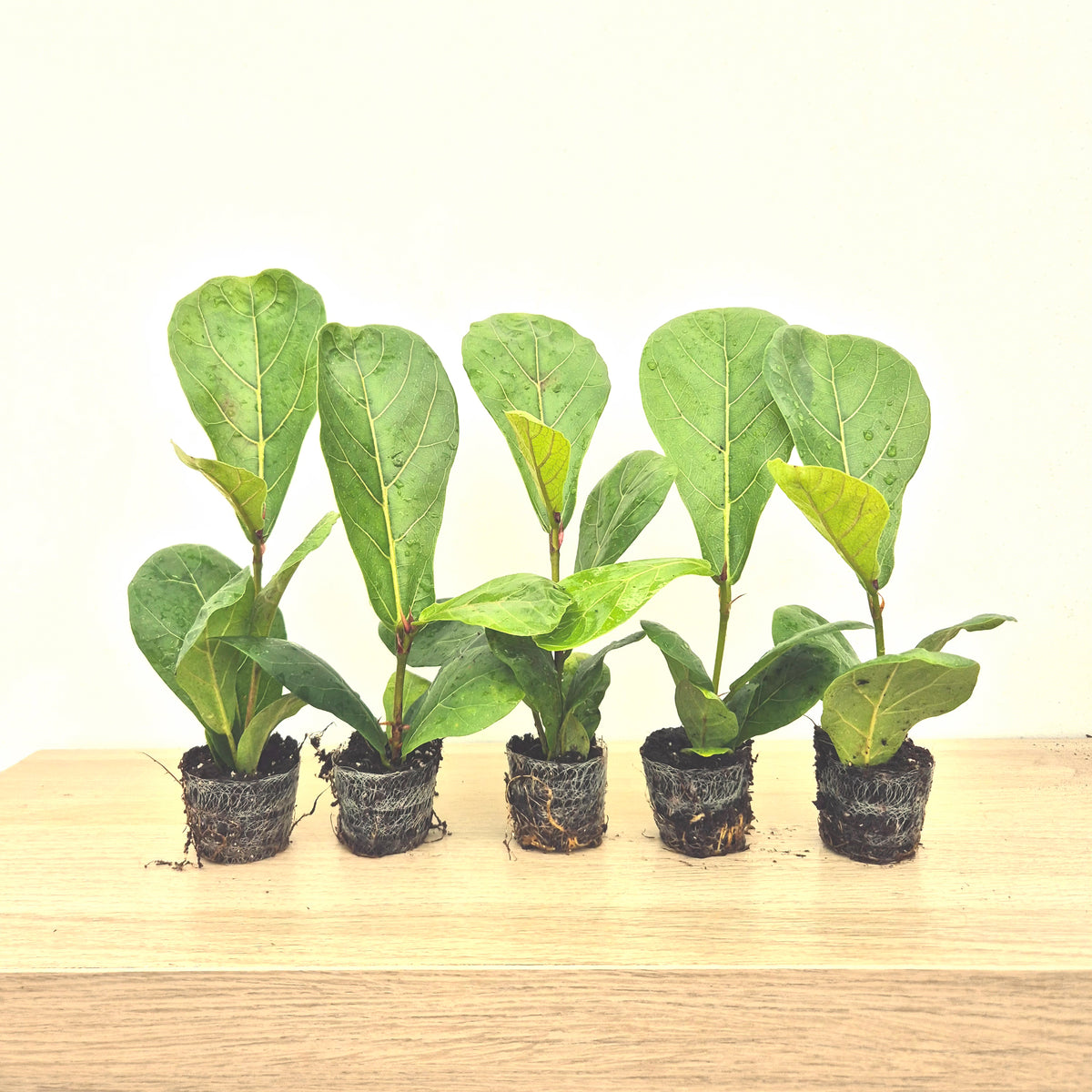 Baby Lyrata DEAL - 5 Plants 6cm Pot House Plants