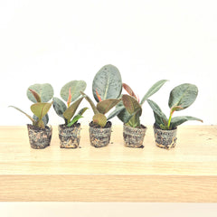 Baby Robusta DEAL - 5 Plants 6cm Pot House Plants