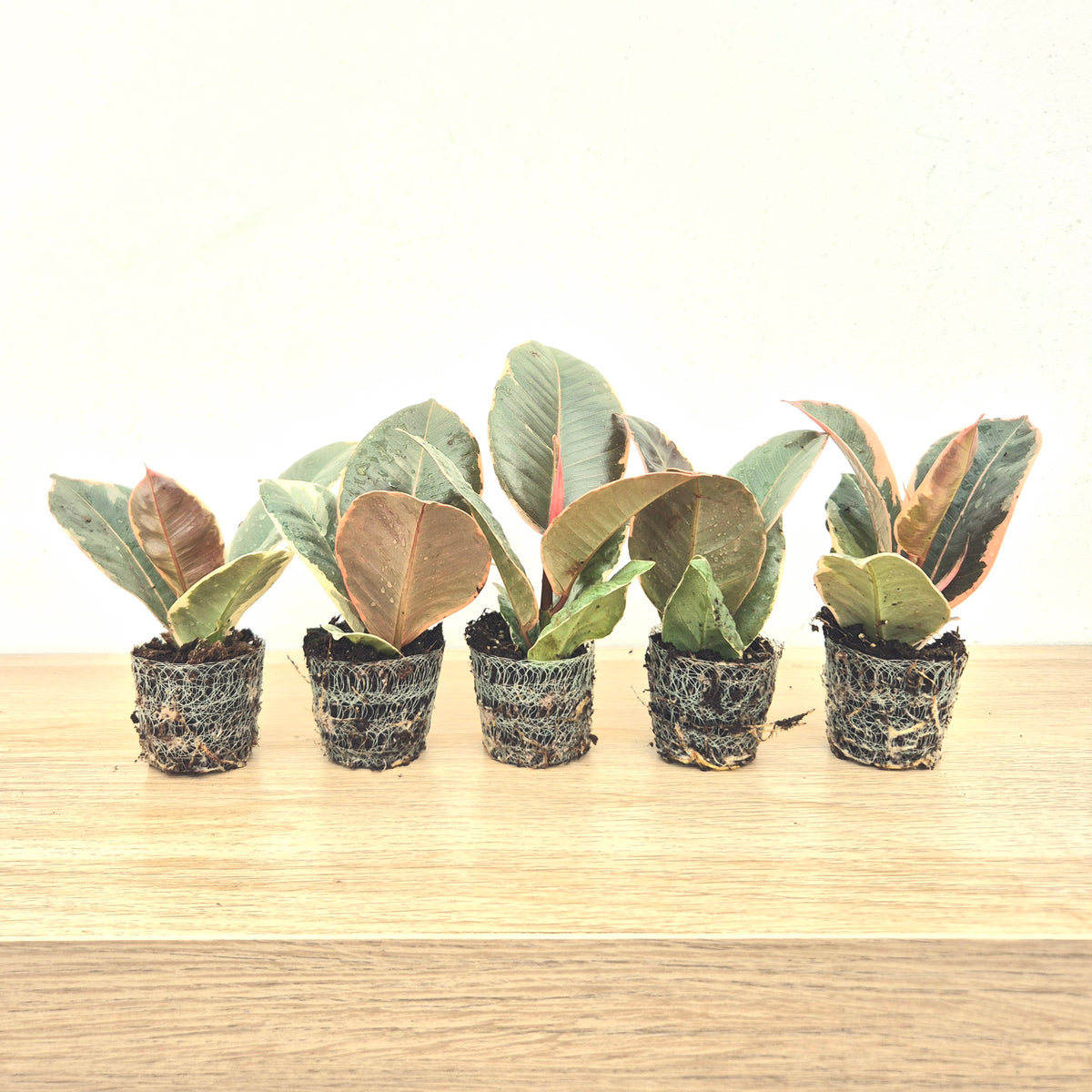 Baby Tinekle DEAL - 5 Plants 6cm Pot House Plants