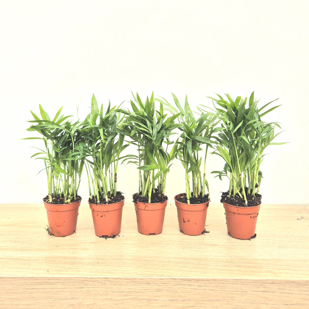 Baby Chamaedorea DEAL - 5 Plants 6cm Pot House Plants