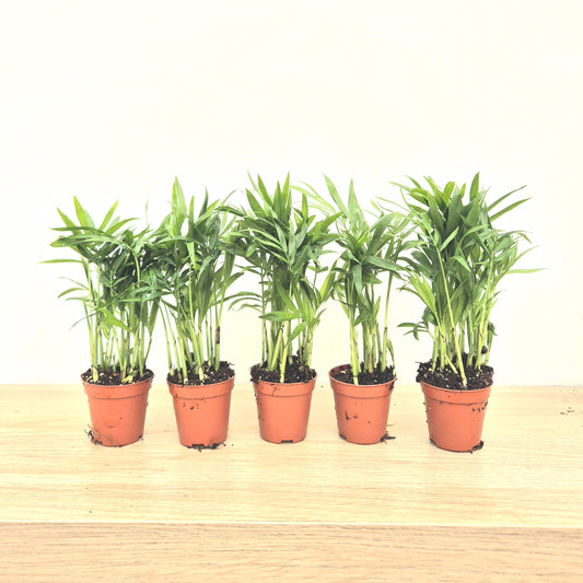Baby Chamaedorea DEAL - 5 Plants 6cm Pot House Plants