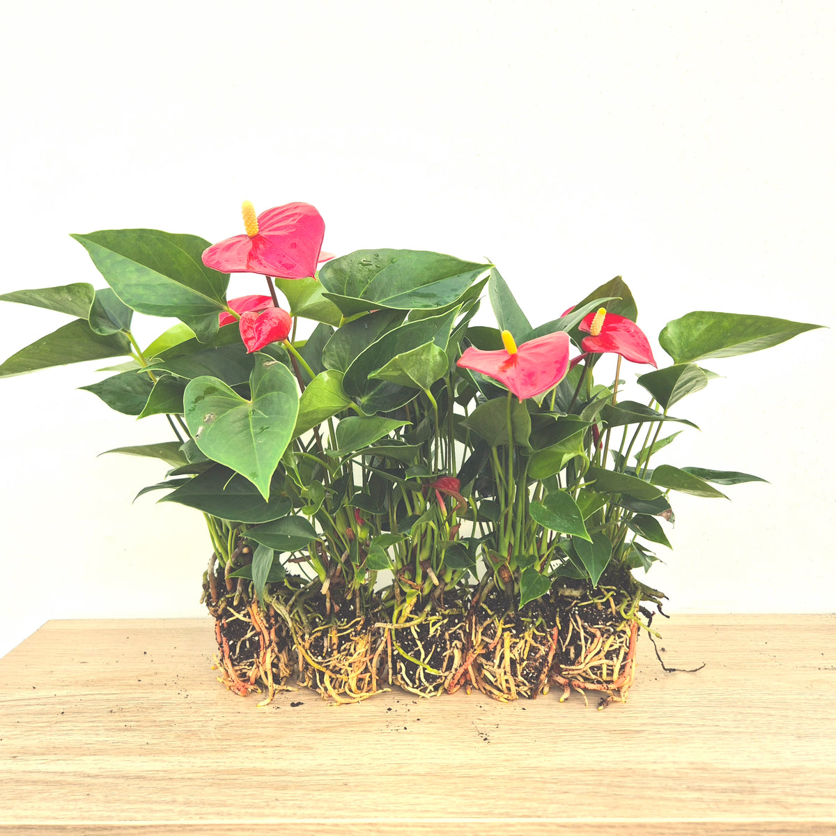 Baby Red Anthurium DEAL - 5 Plants 7cm Pot House Plants