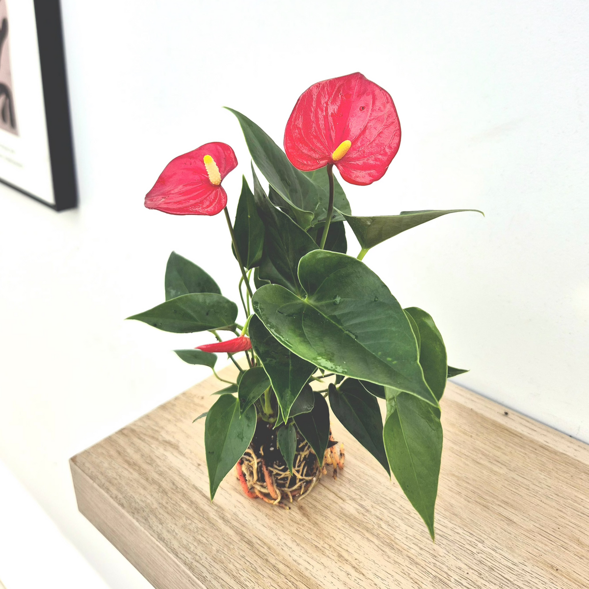 Baby Red Anthurium 7cm Pot House Plants