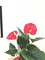 Baby Red Anthurium 7cm Pot House Plants