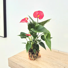 Baby Red Anthurium 7cm Pot House Plants