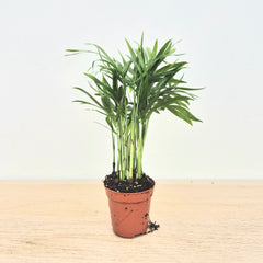 Baby Chamaedorea DEAL - 5 Plants 6cm Pot House Plants