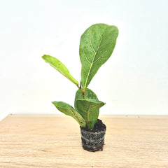 Baby Lyrata DEAL - 5 Plants 6cm Pot House Plants