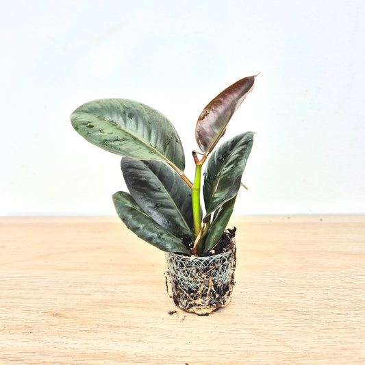 Baby Robusta DEAL - 5 Plants 6cm Pot House Plants