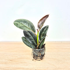 Baby Robusta DEAL - 5 Plants 6cm Pot House Plants