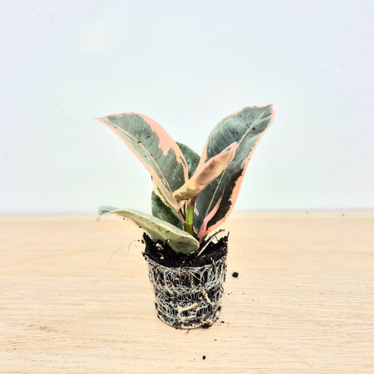 Baby Tinekle DEAL - 5 Plants 6cm Pot House Plants