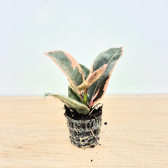 Baby Tinekle DEAL - 5 Plants 6cm Pot House Plants