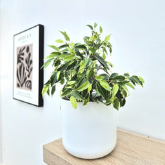Variegated Ficus Benjamina 12cm Pot House Plant