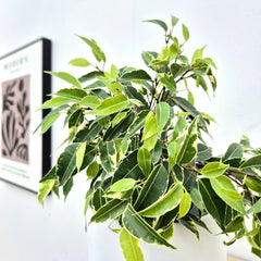 Variegated Ficus Benjamina 12cm Pot House Plant