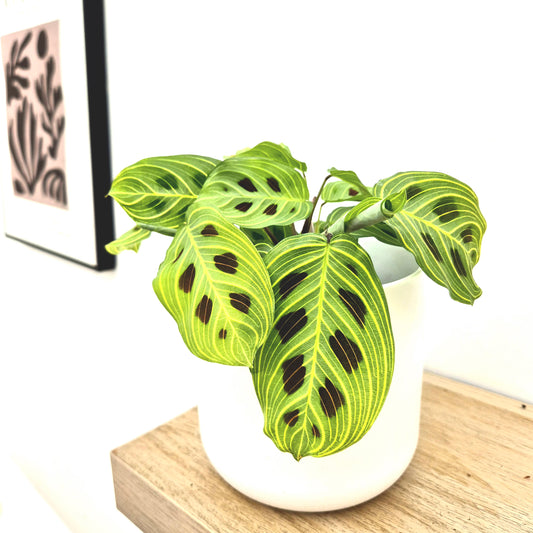 15 - 30cm Maranta Fantasy Veins Prayer House Plant 12cm Pot