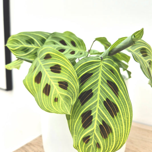 15 - 30cm Maranta Fantasy Veins Prayer House Plant 12cm Pot