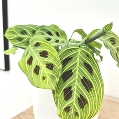 15 - 30cm Maranta Fantasy Veins Prayer House Plant 12cm Pot