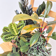 Dark Houseplant Collection (5 Plants)