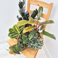Dark Houseplant Collection (5 Plants)