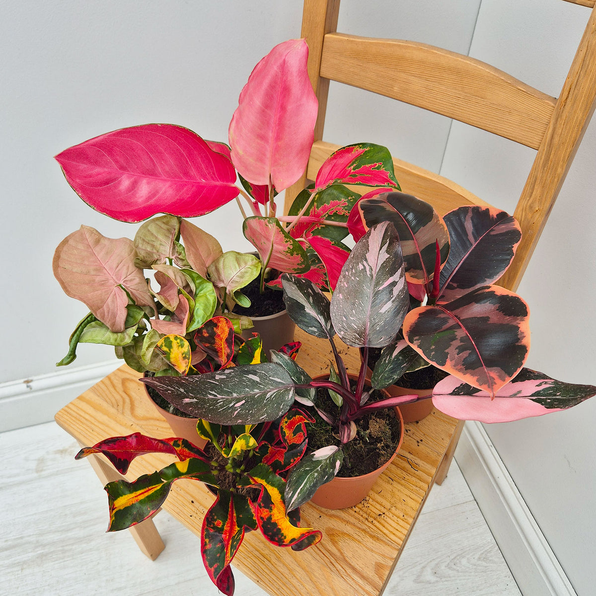 Pink Hues Houseplant Collection (5 Plants)