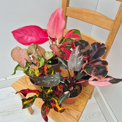Pink Hues Houseplant Collection (5 Plants)