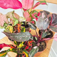 Pink Hues Houseplant Collection (5 Plants)