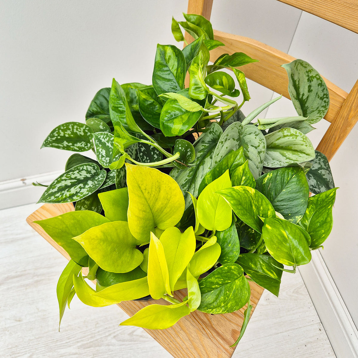 Pothos Houseplant Collection 2 (5 Plants)