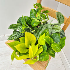 Pothos Houseplant Collection 2 (5 Plants)