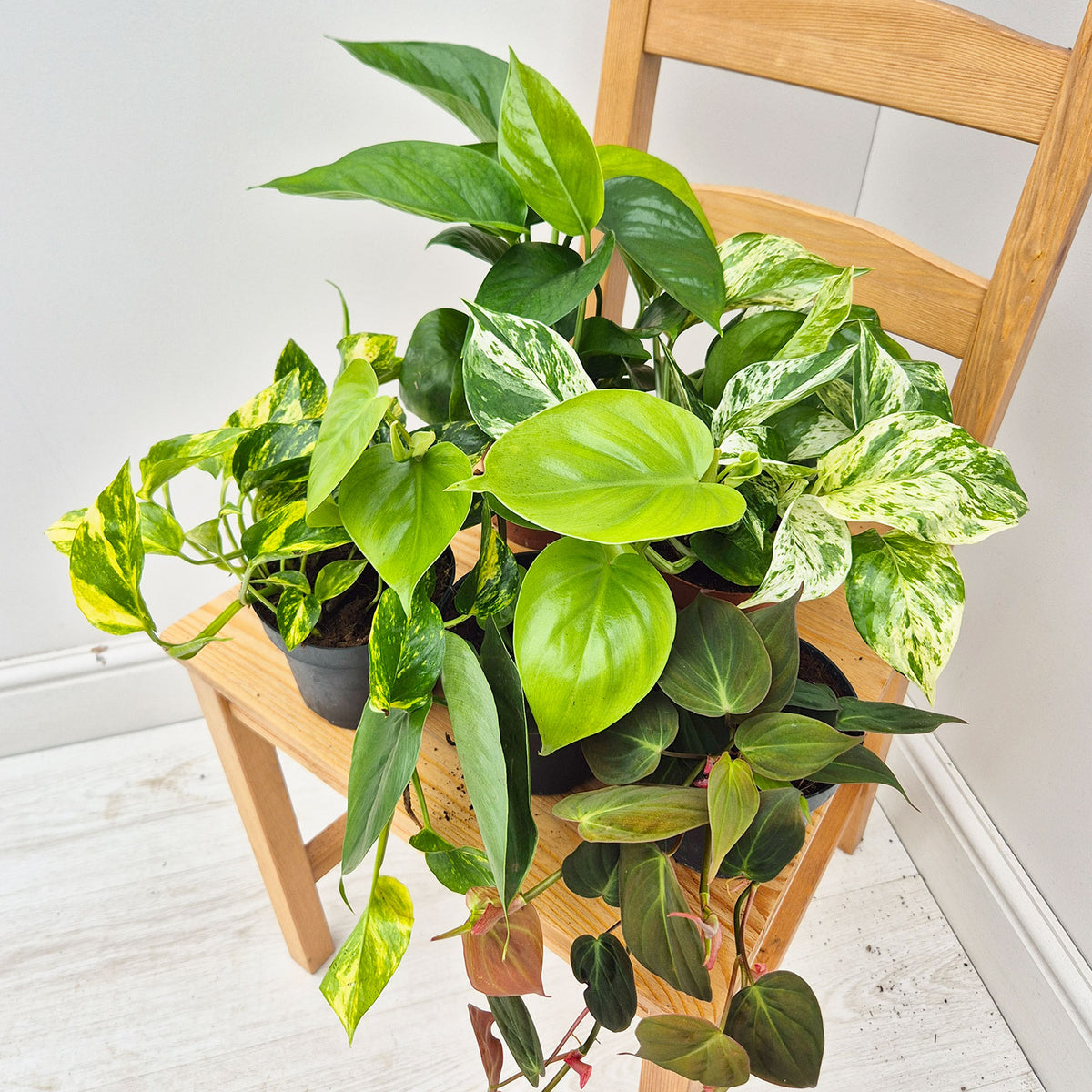Pothos Houseplant Collection 1 (5 Plants)