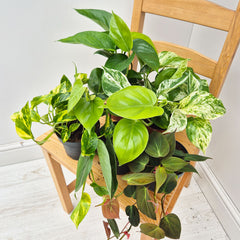 Pothos Houseplant Collection 1 (5 Plants)