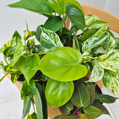 Pothos Houseplant Collection 1 (5 Plants)