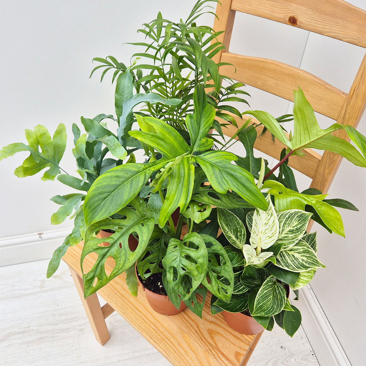 Tropical Houseplant Collection (5 Plants)