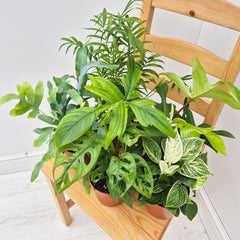 Tropical Houseplant Collection (5 Plants)
